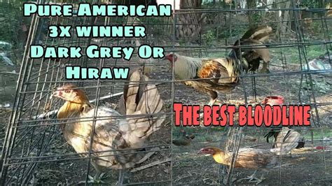 3x Winner Dark Grey or Hiraw Pure American (the .